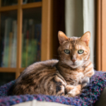 Feta katter lever kortare – är din katt en soffpotatis?